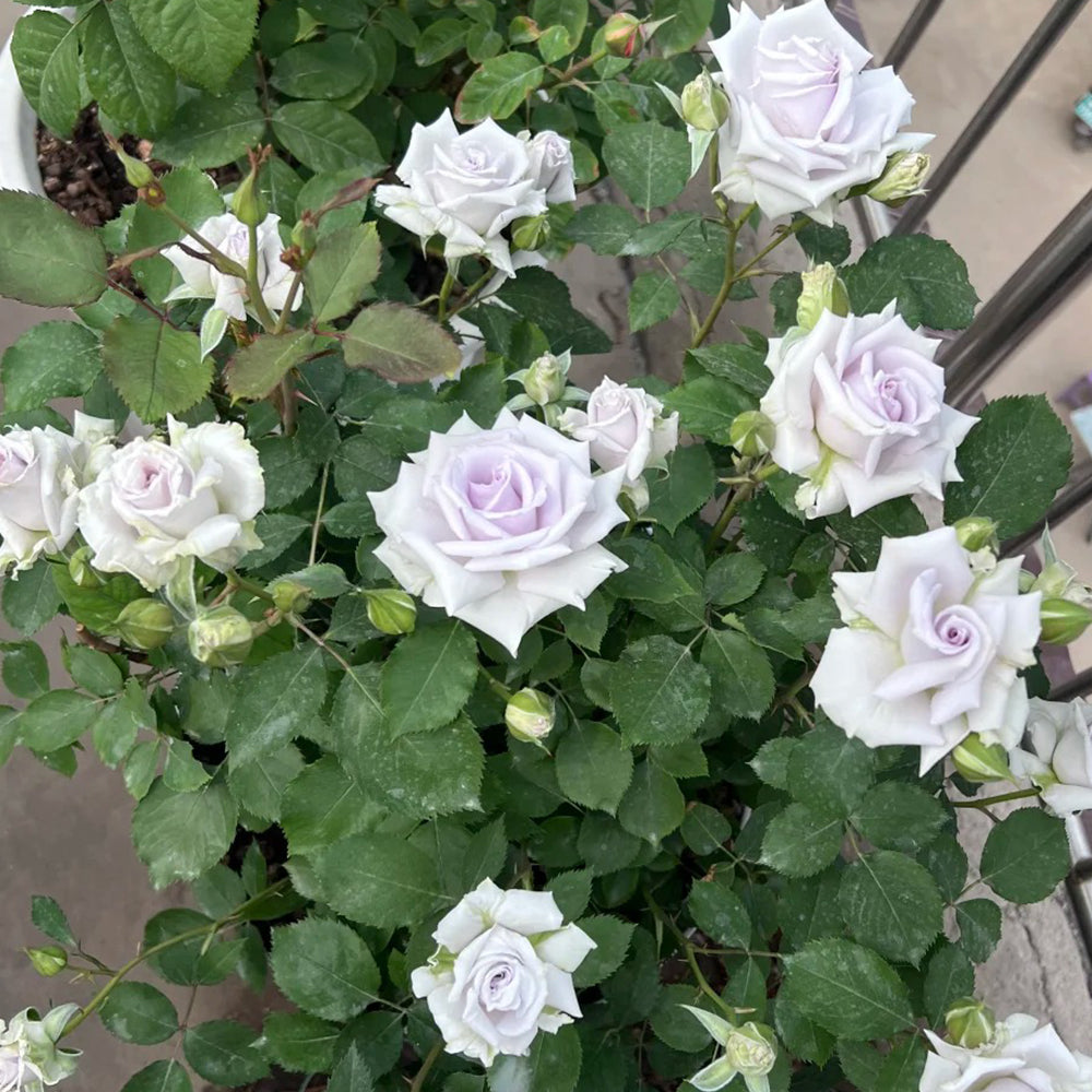 Grawn Blue Japanese Florist Hybrid Tea Rose