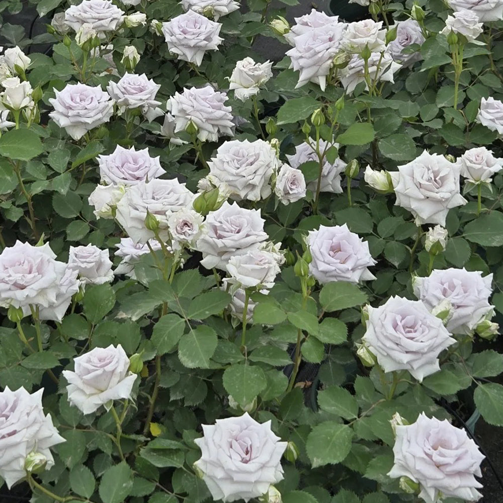 Grawn Blue Japanese Florist Hybrid Tea Rose