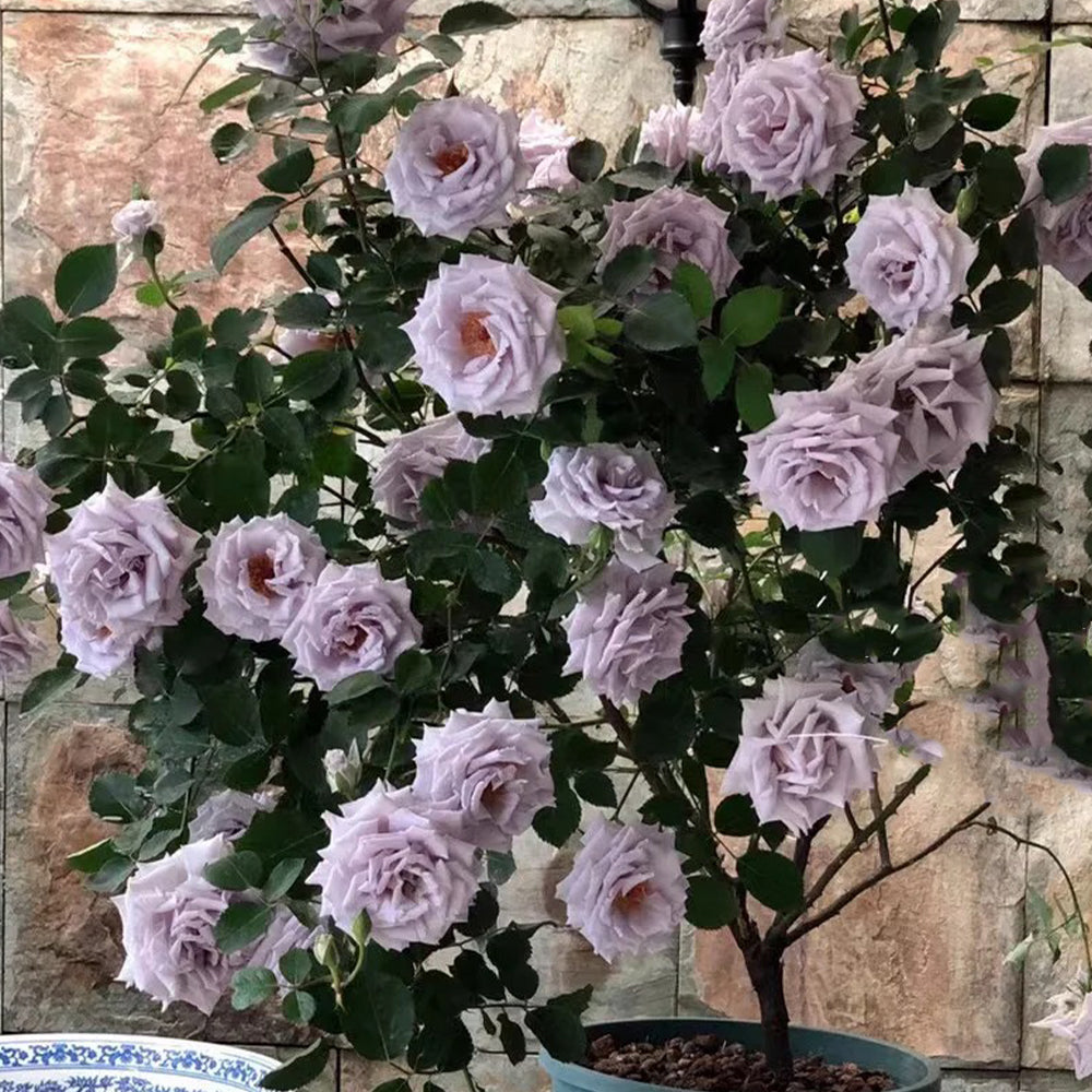 Grawn Blue Japanese Florist Hybrid Tea Rose