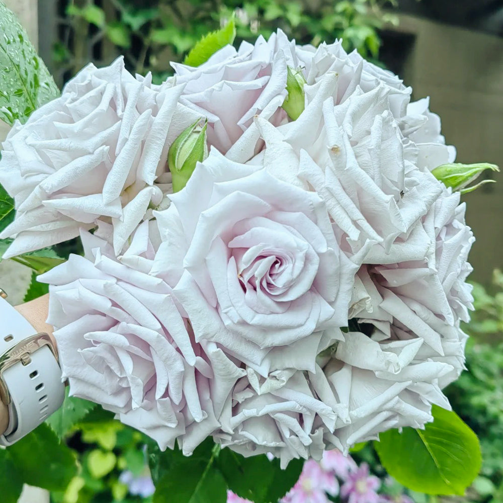 Grawn Blue Japanese Florist Hybrid Tea Rose
