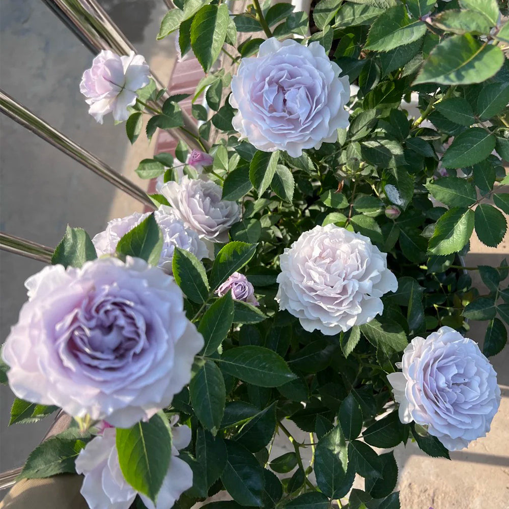 Grawn Blue Japanese Florist Hybrid Tea Rose