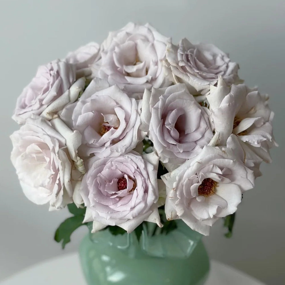 Grawn Blue Japanese Florist Hybrid Tea Rose