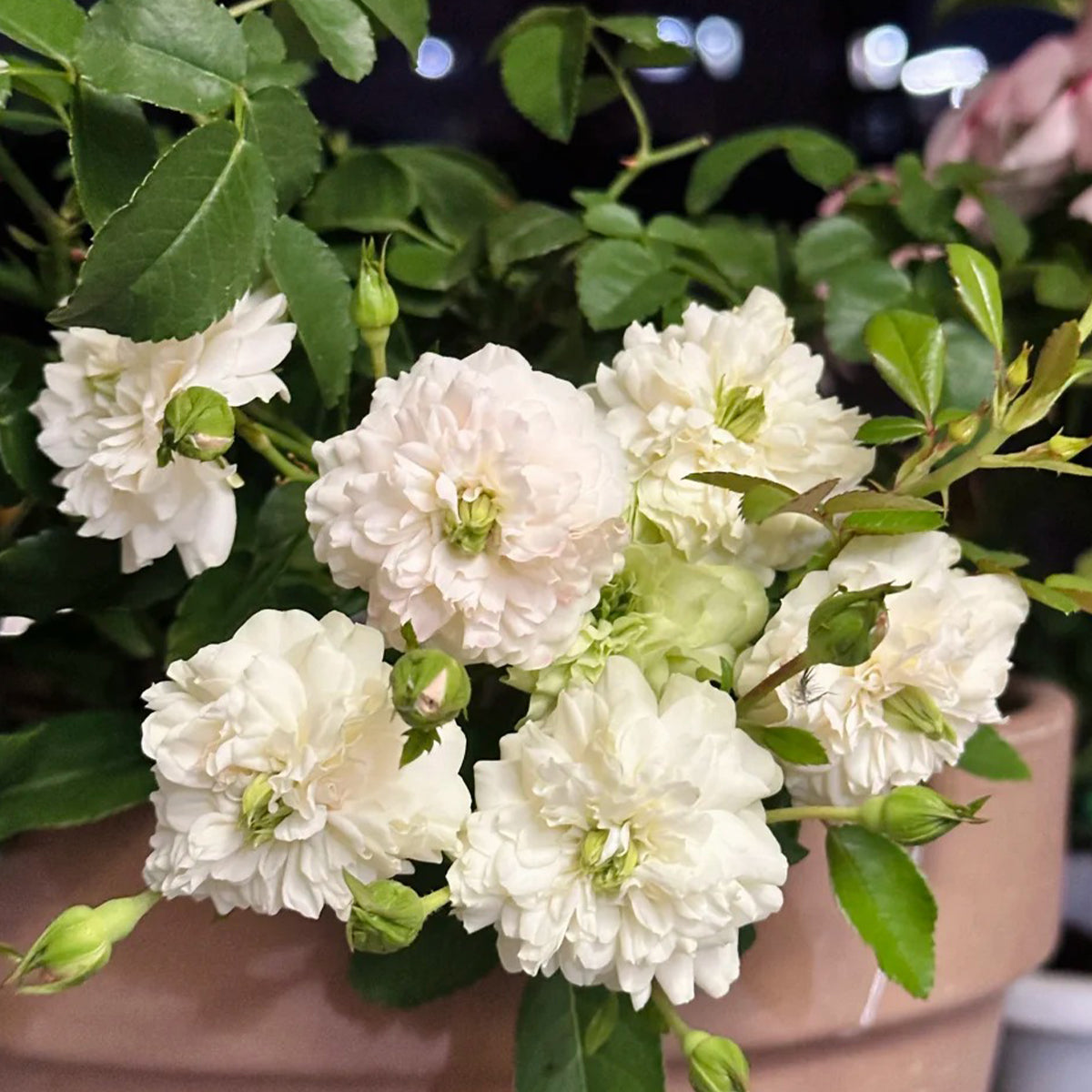 Green Ice American Florist Shrub Rose