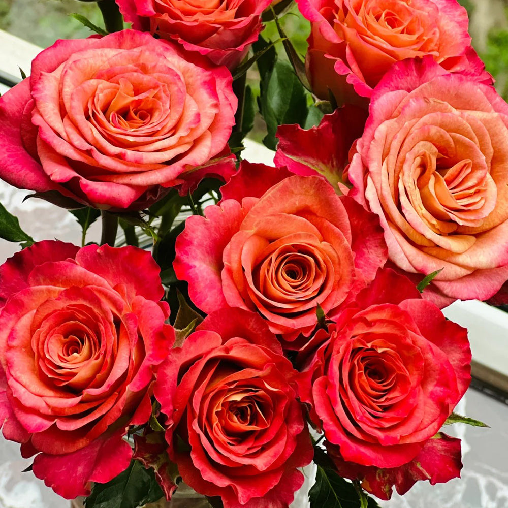 Gypsy Curiosa Dutch Florist Shrub Rose