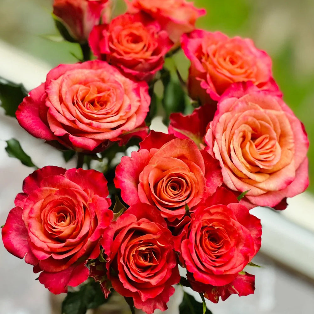 Gypsy Curiosa Dutch Florist Shrub Rose