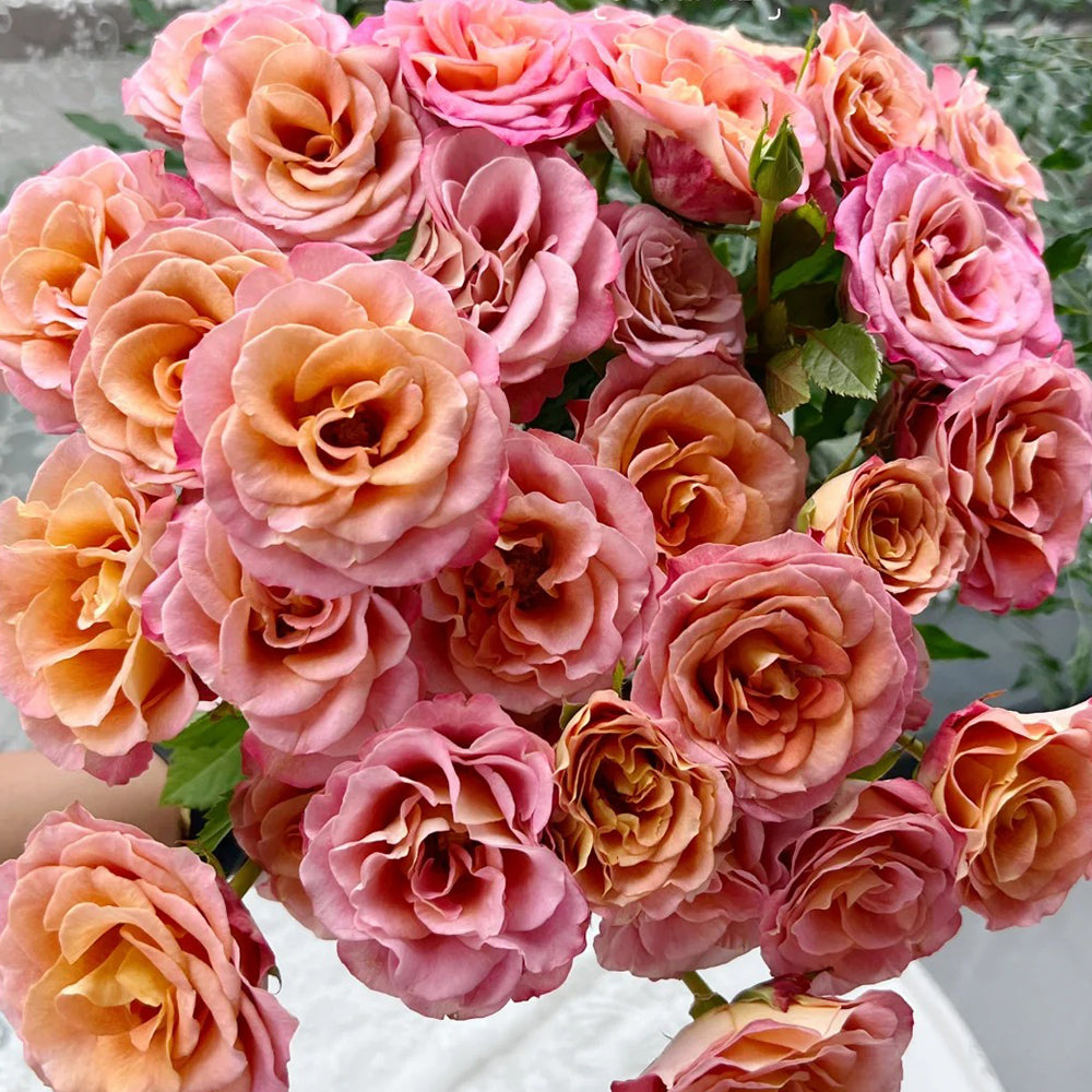 Gypsy Curiosa Dutch Florist Shrub Rose