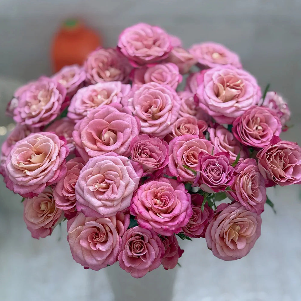 Gypsy Curiosa Dutch Florist Shrub Rose