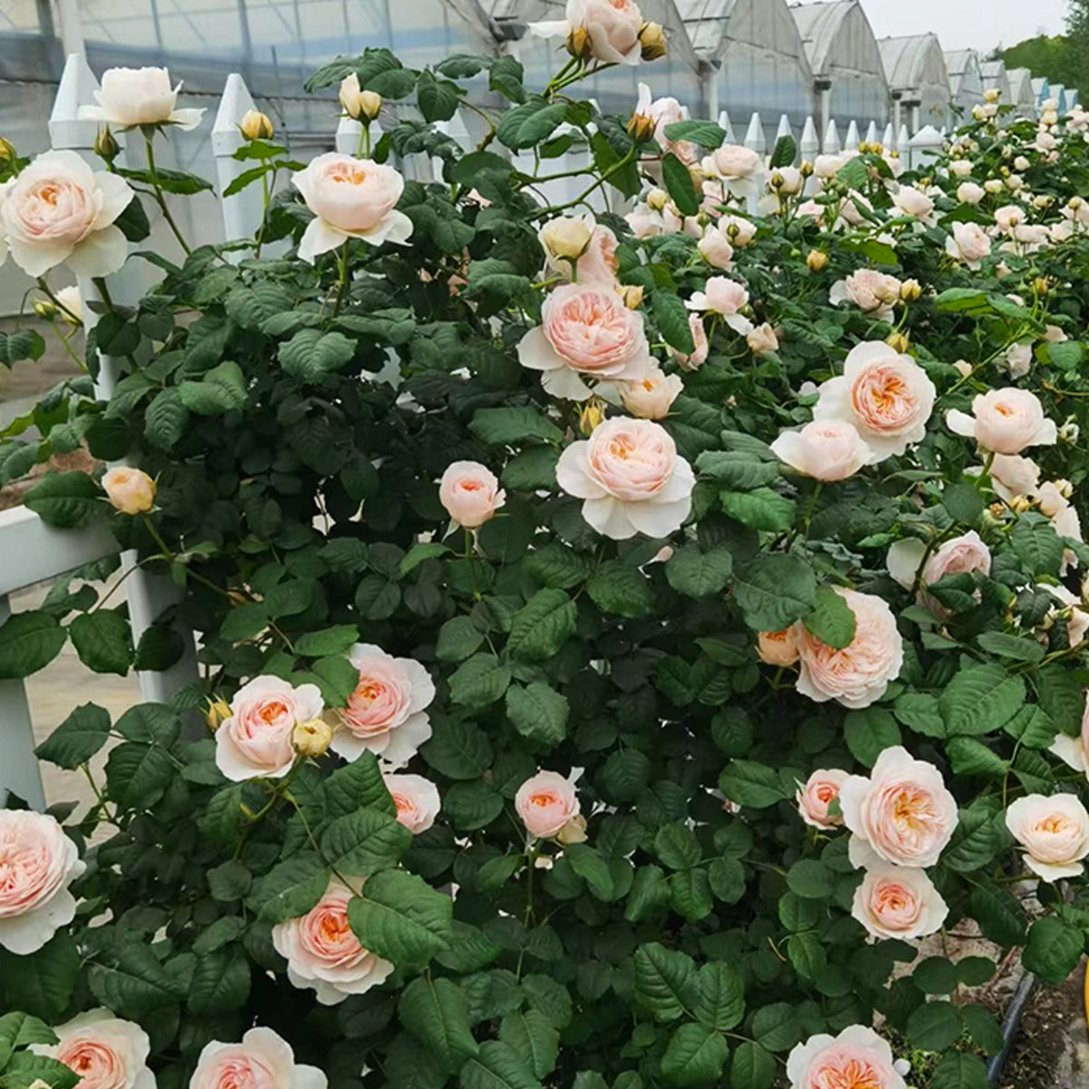 Hanxian Chinese Garden Climbing Rose