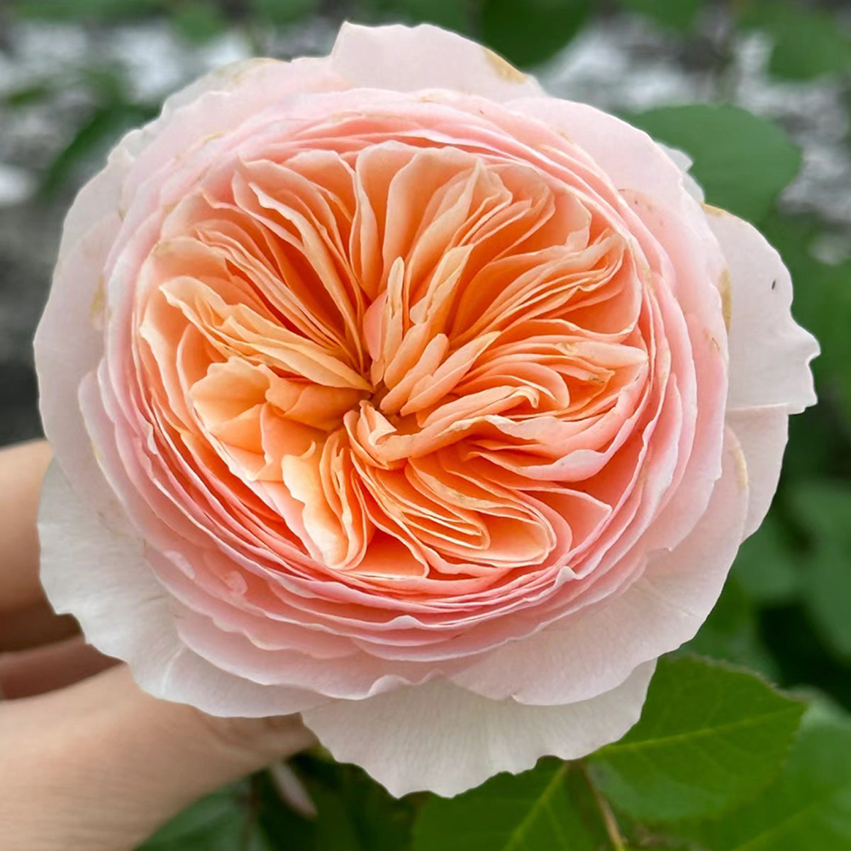 Hanxian Chinese Garden Climbing Rose