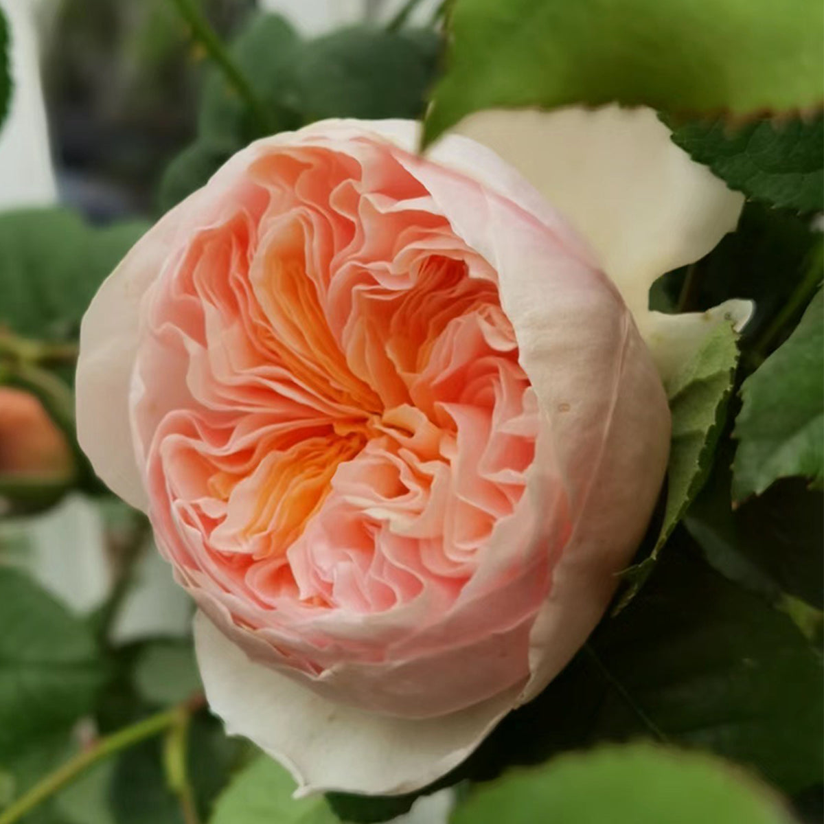 Hanxian Chinese Garden Climbing Rose