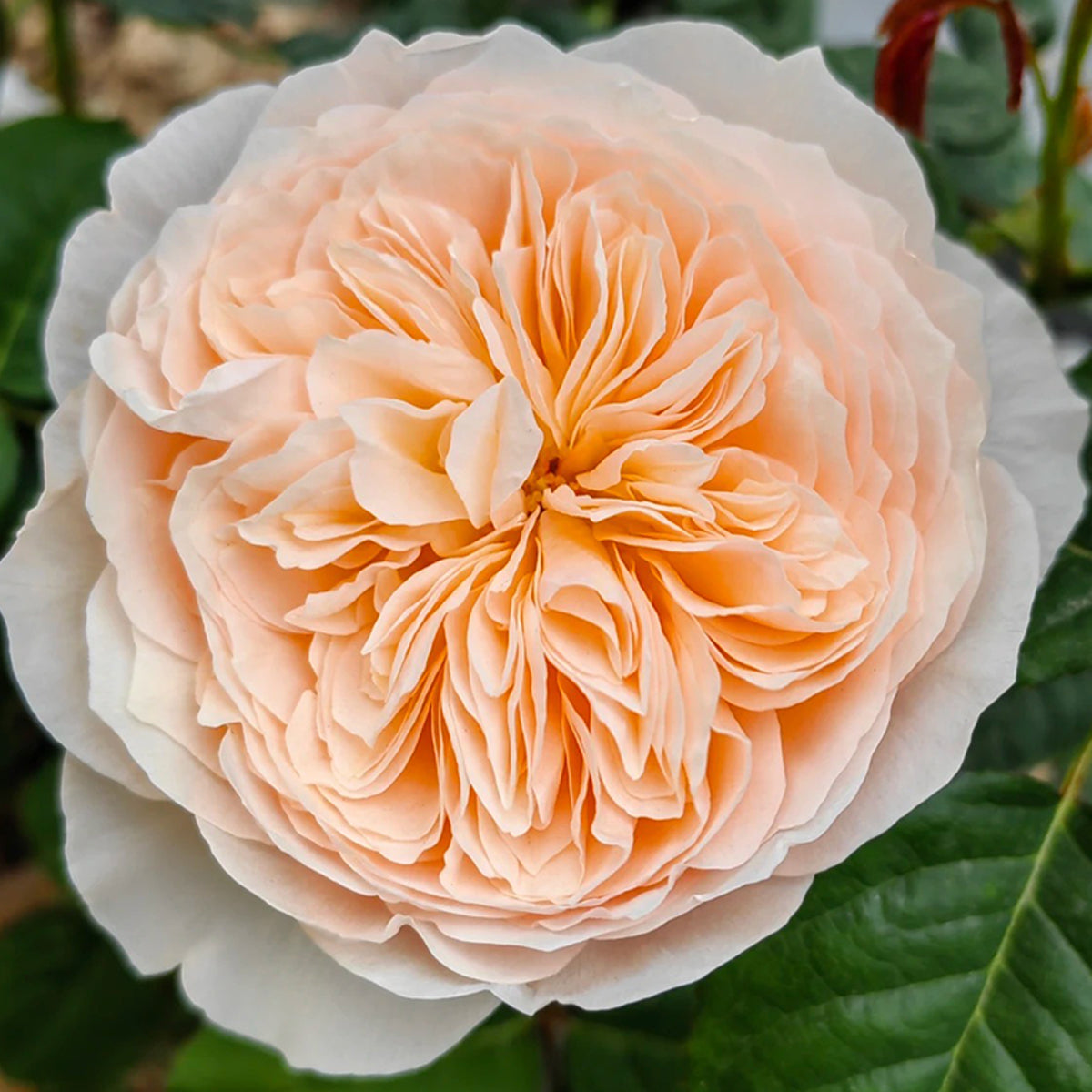 Hanxian Chinese Garden Climbing Rose