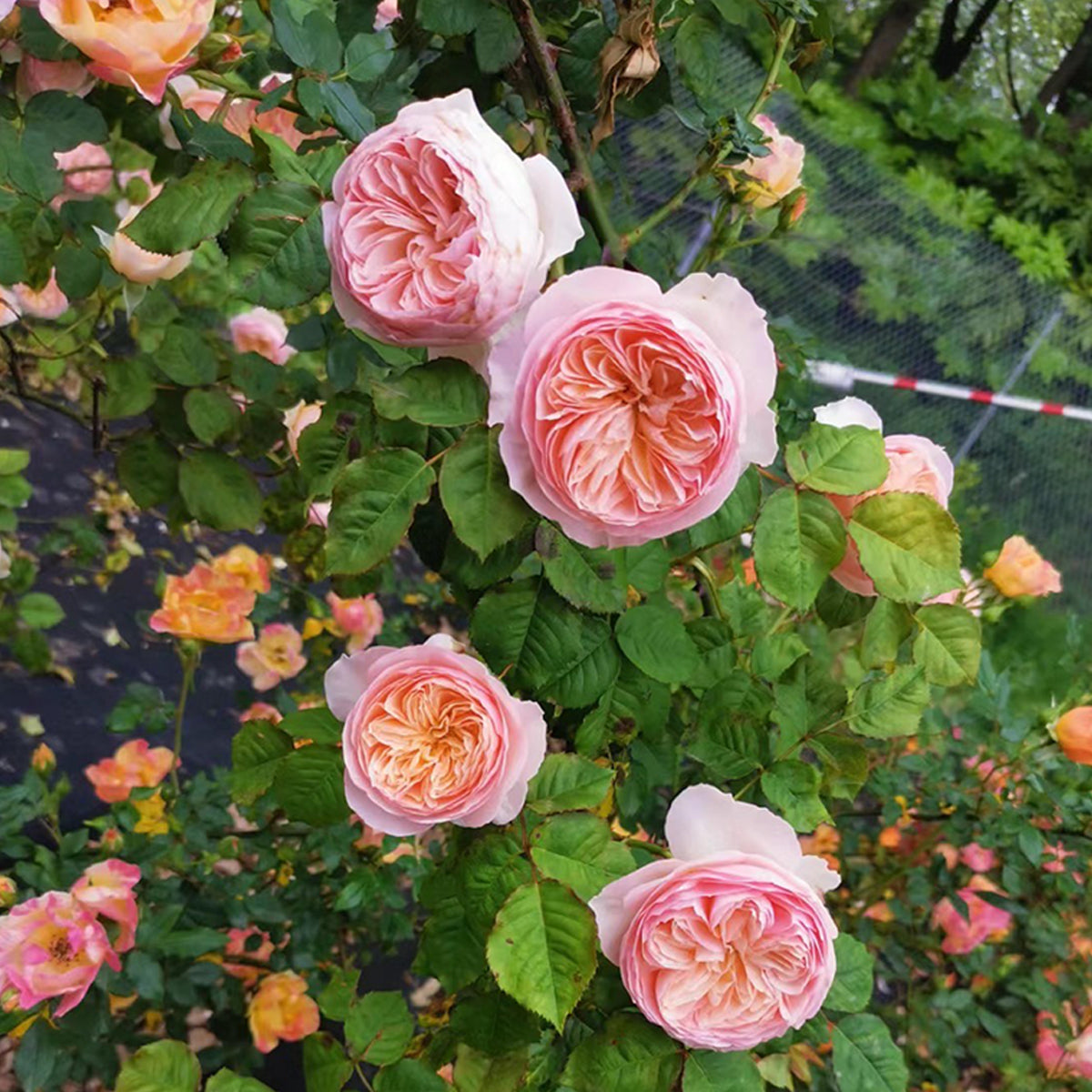 Hanxian Chinese Garden Climbing Rose