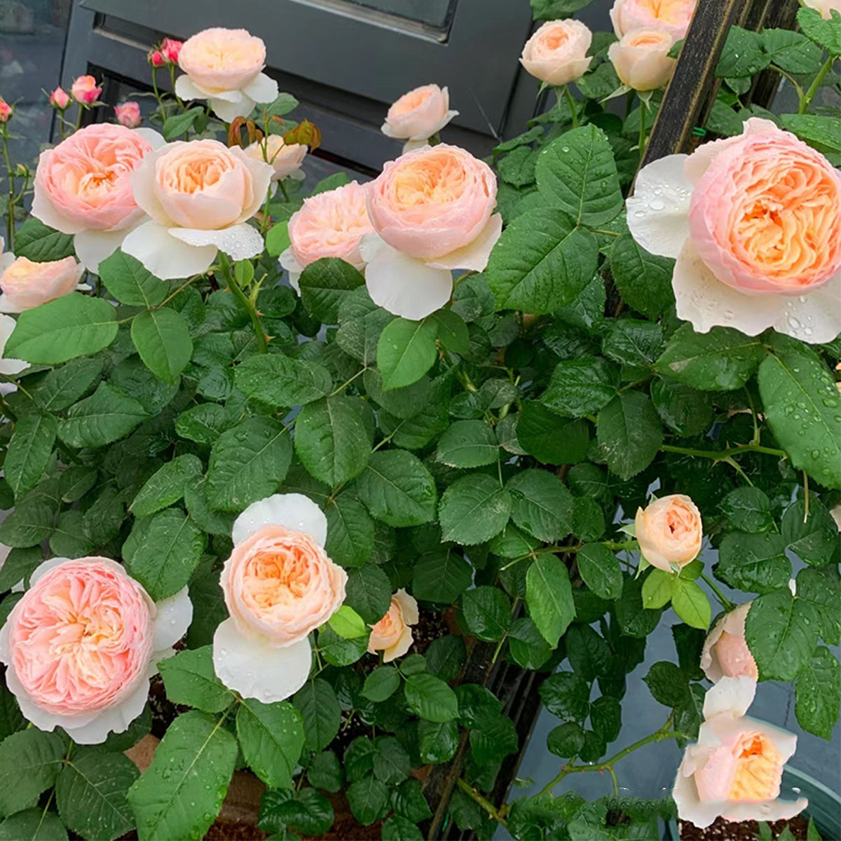 Hanxian Chinese Garden Climbing Rose