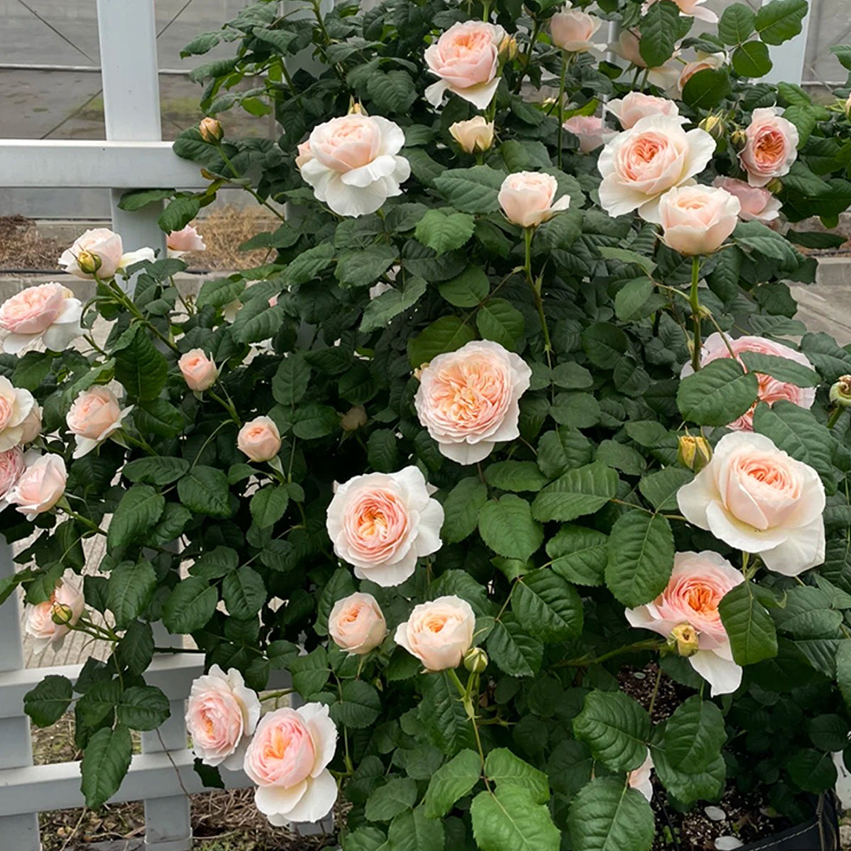Hanxian Chinese Garden Climbing Rose