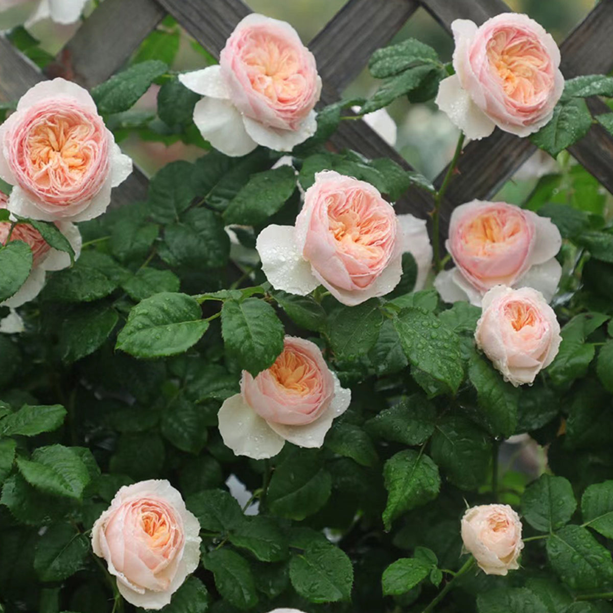 Hanxian Chinese Garden Climbing Rose