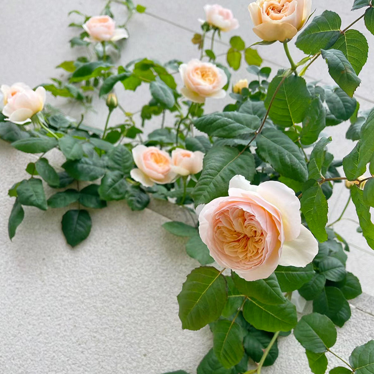 Hanxian Chinese Garden Climbing Rose