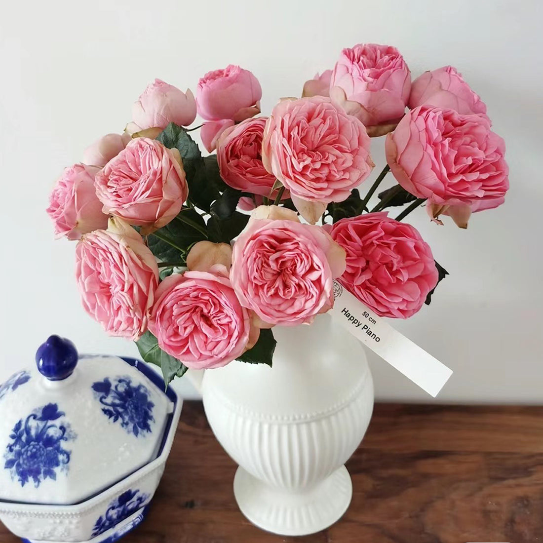 German Florist Shrub Rose Inspired by Happy Piano