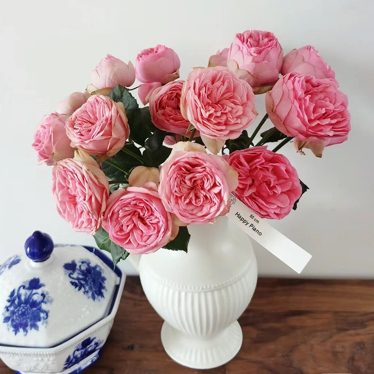 German Florist Shrub Rose Inspired by Happy Piano