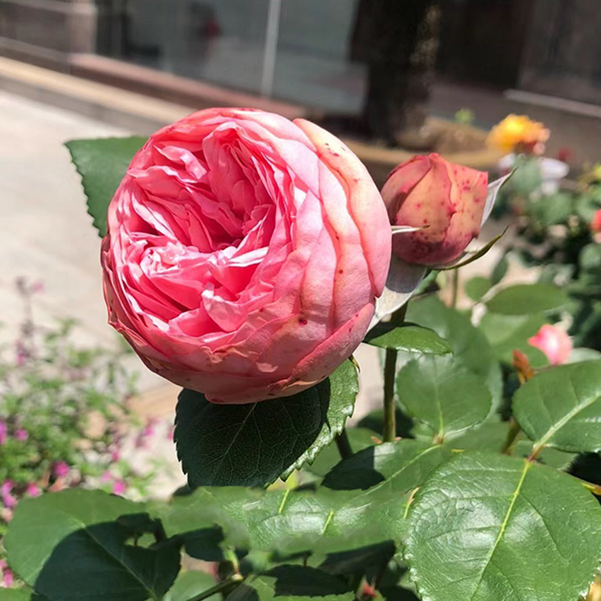 German Florist Shrub Rose Inspired by Happy Piano