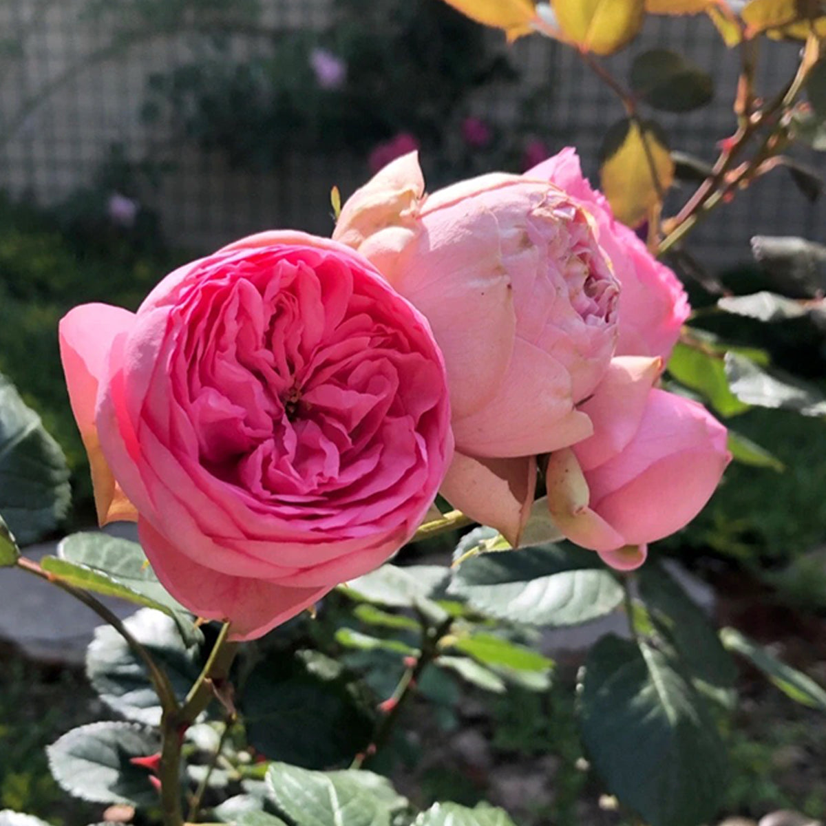 German Florist Shrub Rose Inspired by Happy Piano