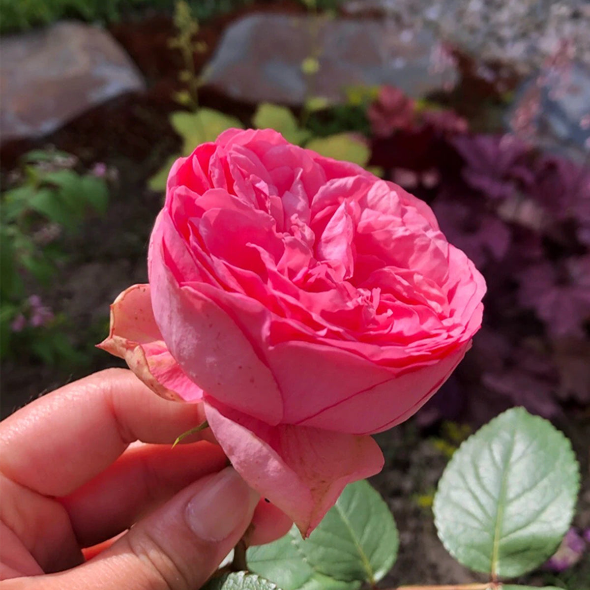 German Florist Shrub Rose Inspired by Happy Piano