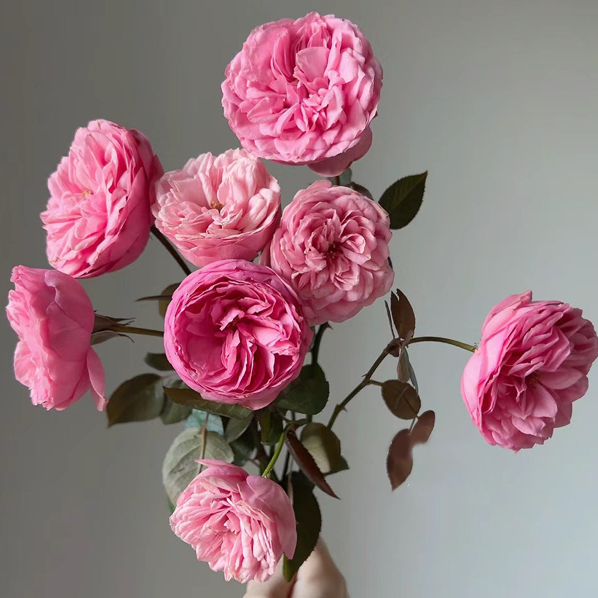 German Florist Shrub Rose Inspired by Happy Piano