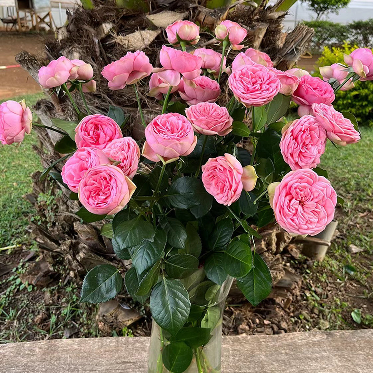 German Florist Shrub Rose Inspired by Happy Piano