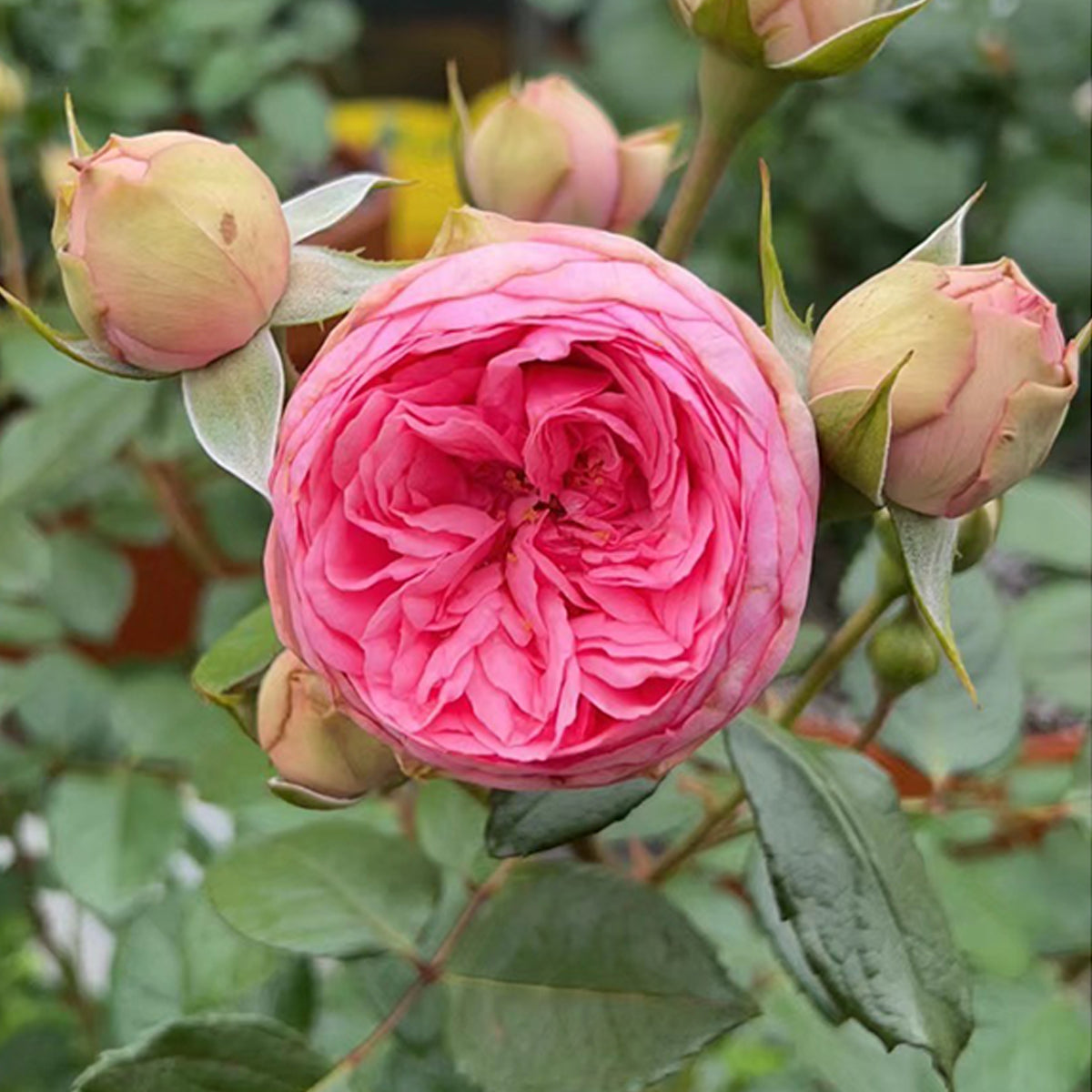 German Florist Shrub Rose Inspired by Happy Piano