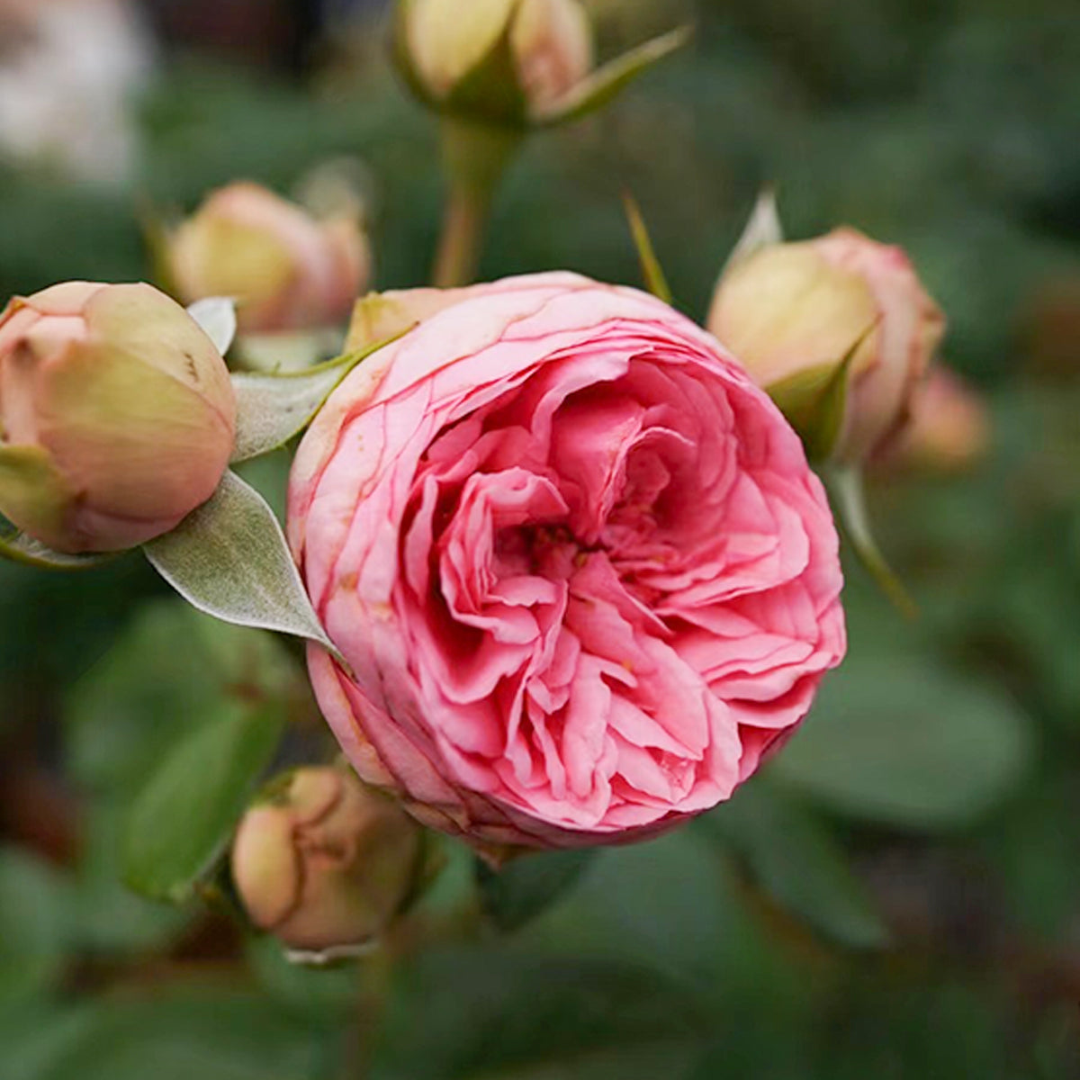 German Florist Shrub Rose Inspired by Happy Piano