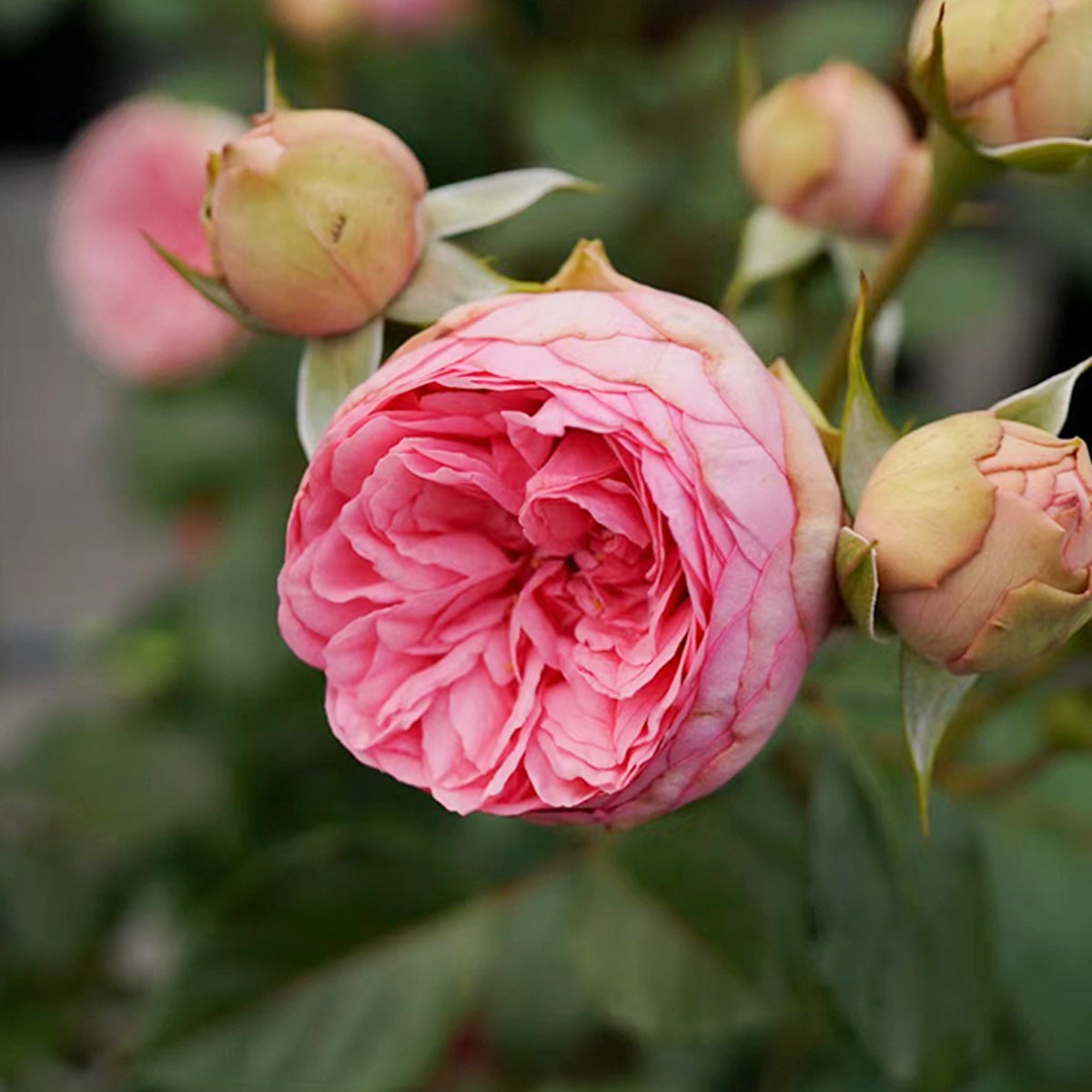 German Florist Shrub Rose Inspired by Happy Piano