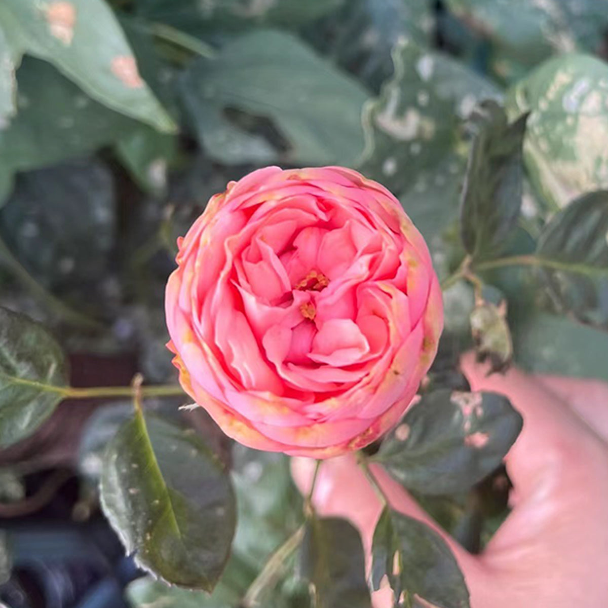 German Florist Shrub Rose Inspired by Happy Piano