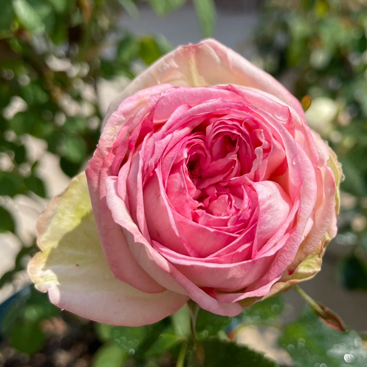 German Florist Shrub Rose Inspired by Happy Piano