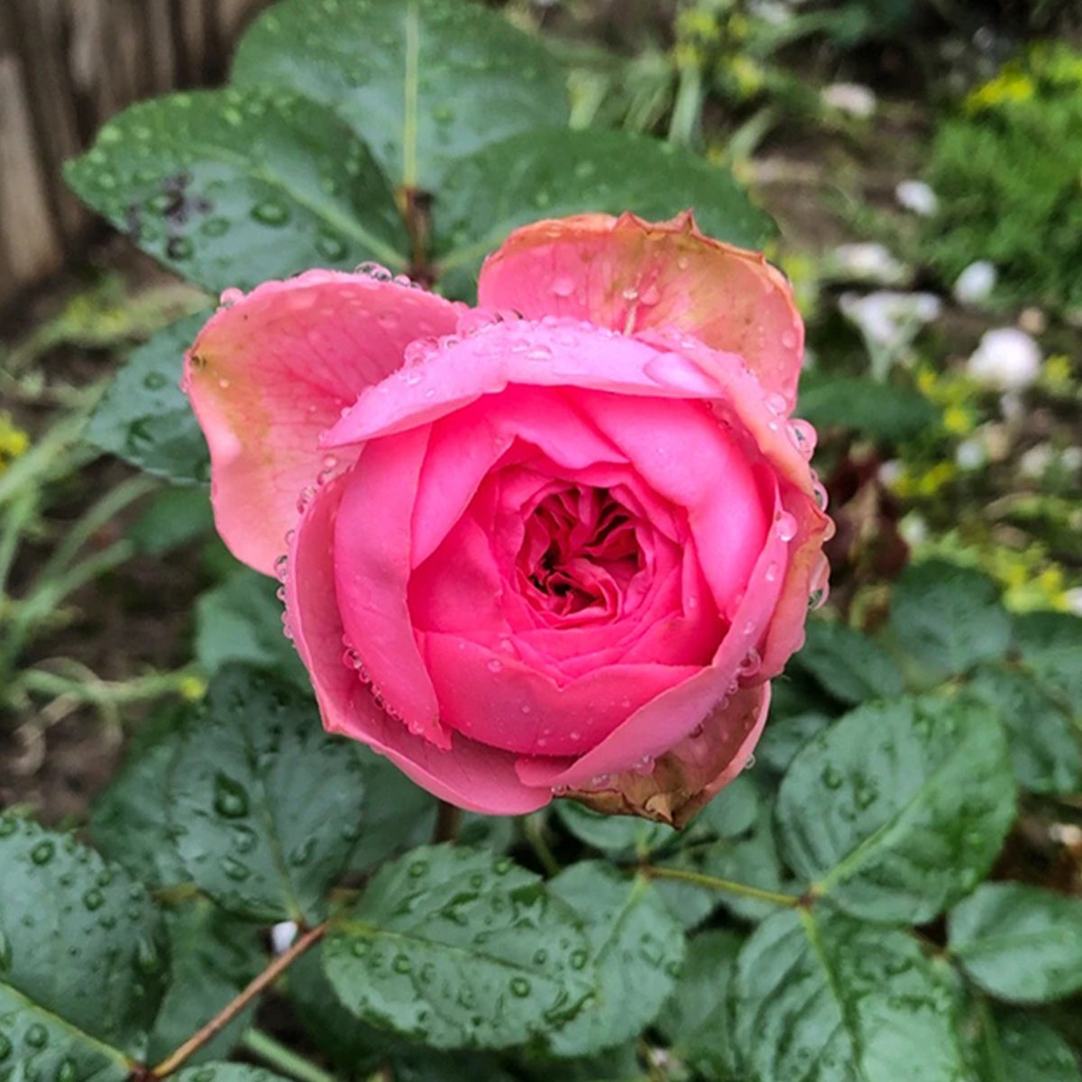 German Florist Shrub Rose Inspired by Happy Piano