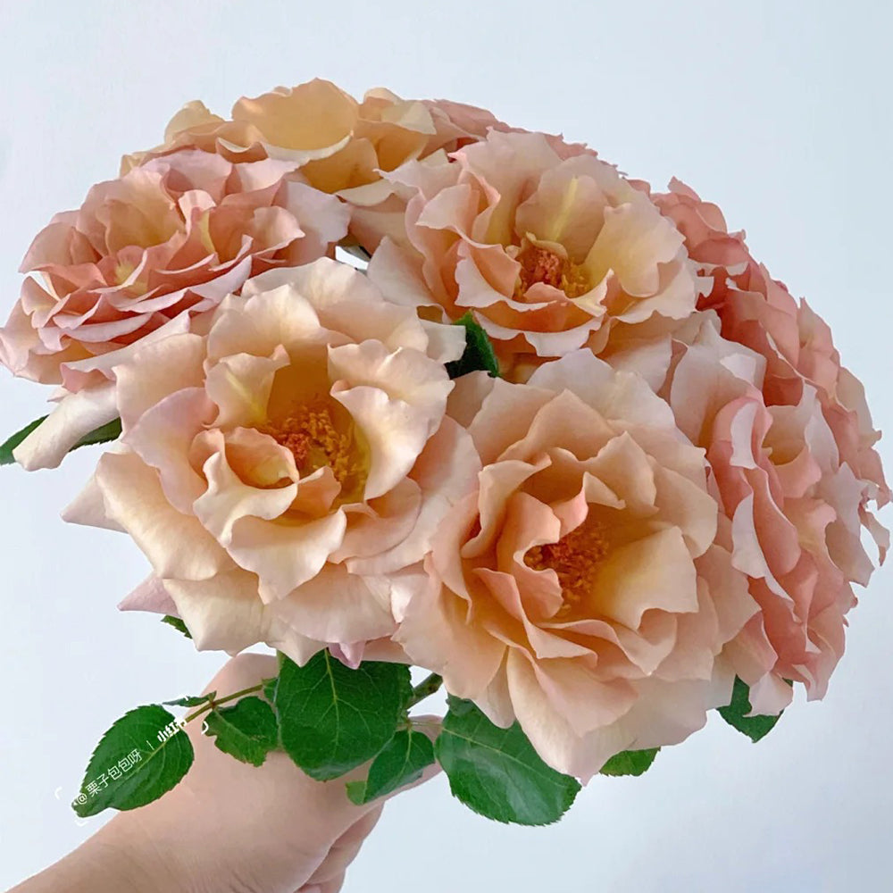 Hatsune Japanese Florist Shrub Rose