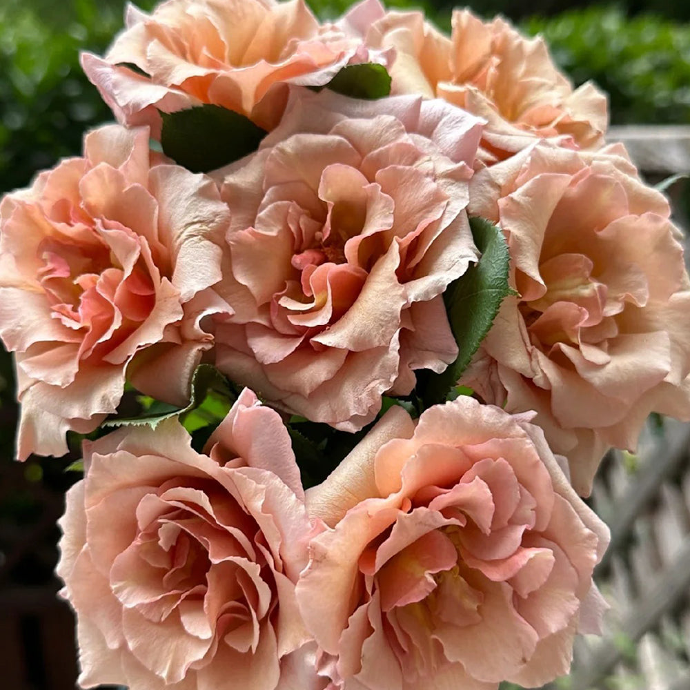Hatsune Japanese Florist Shrub Rose