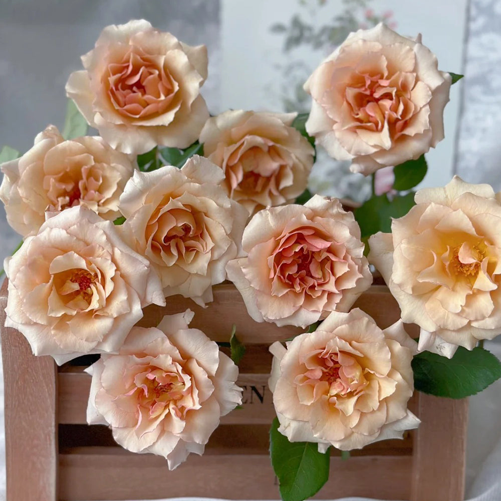 Hatsune Japanese Florist Shrub Rose