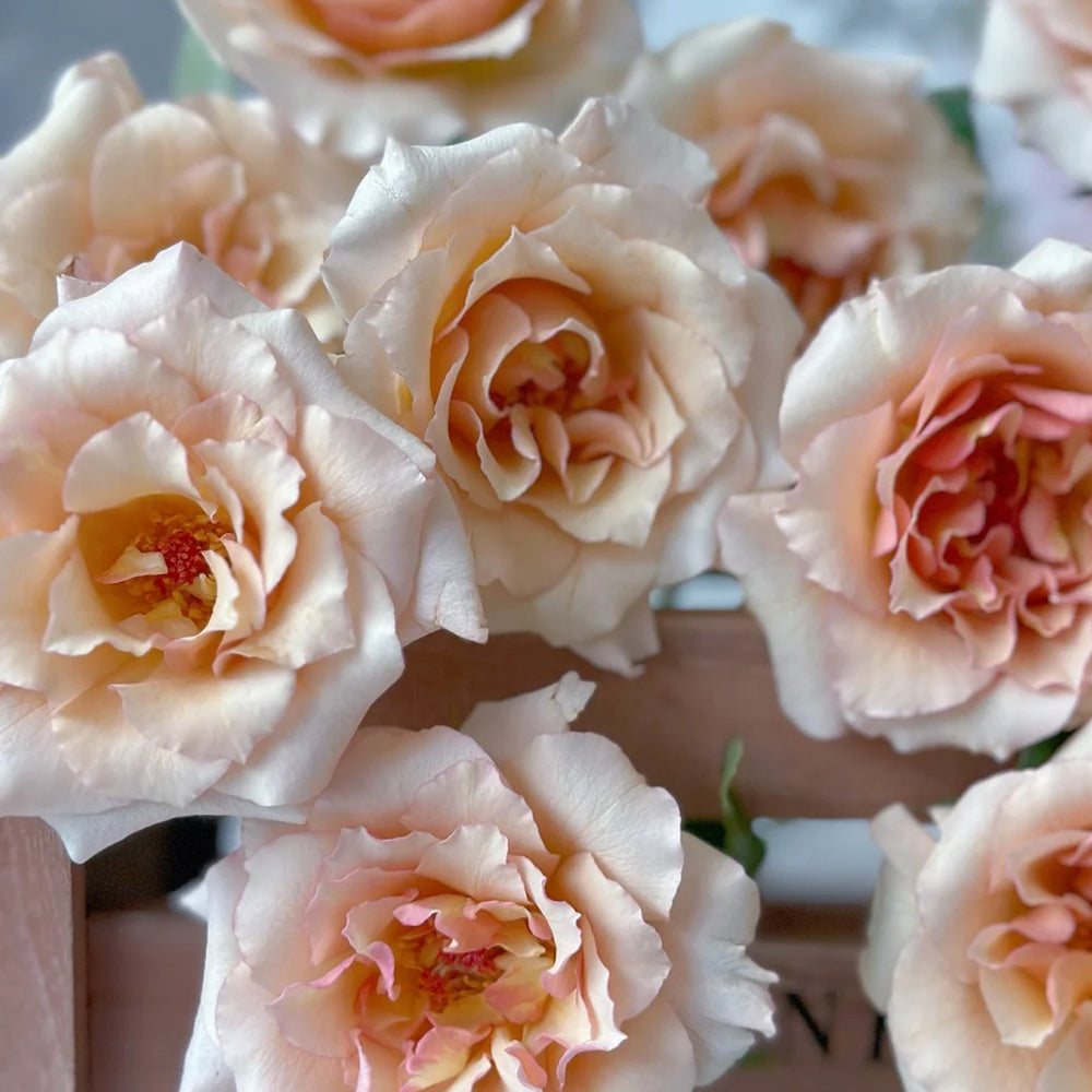 Hatsune Japanese Florist Shrub Rose
