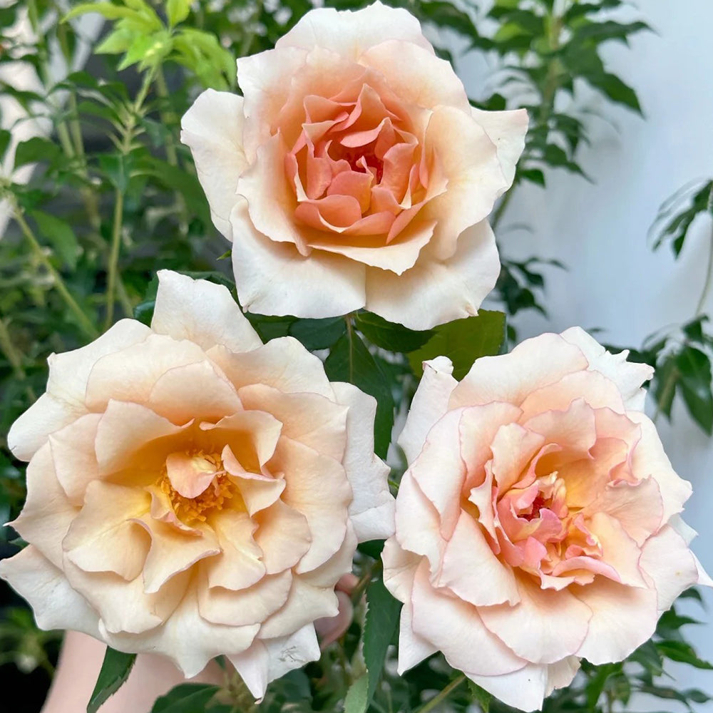 Hatsune Japanese Florist Shrub Rose