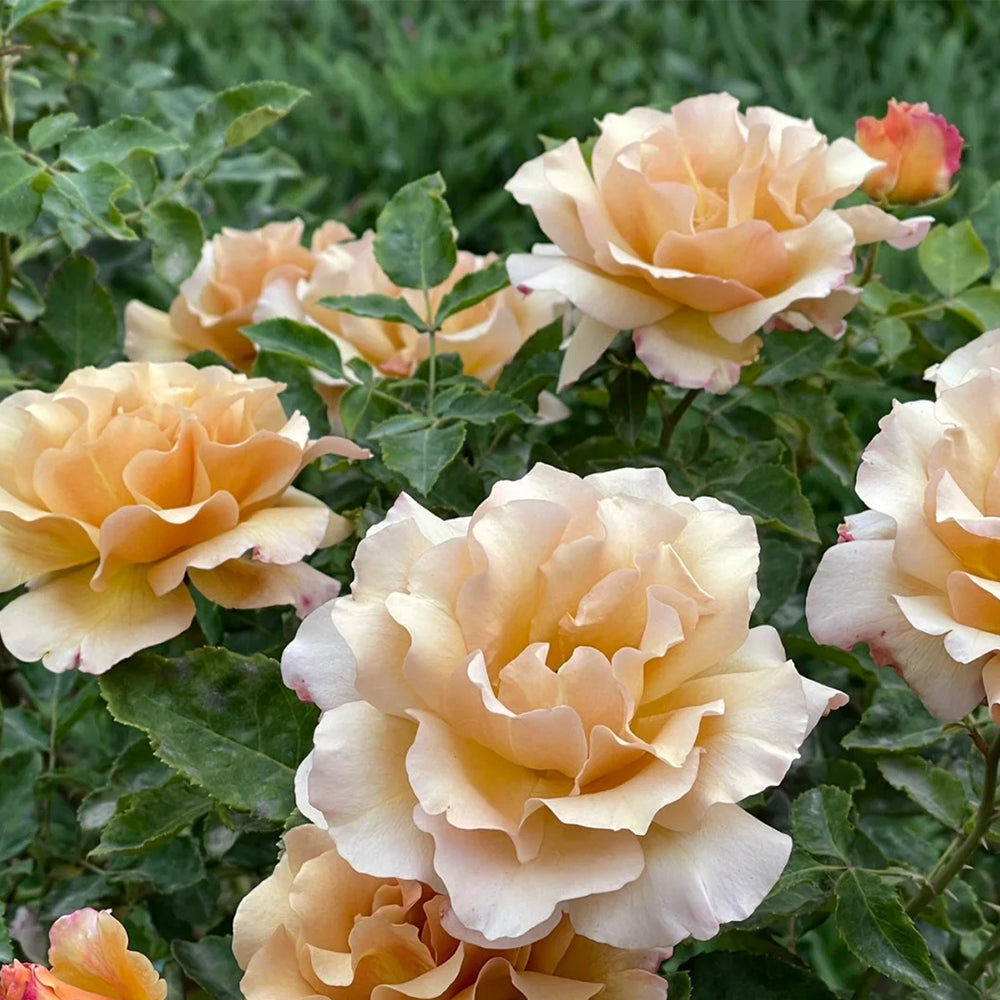 Hatsune Japanese Florist Shrub Rose