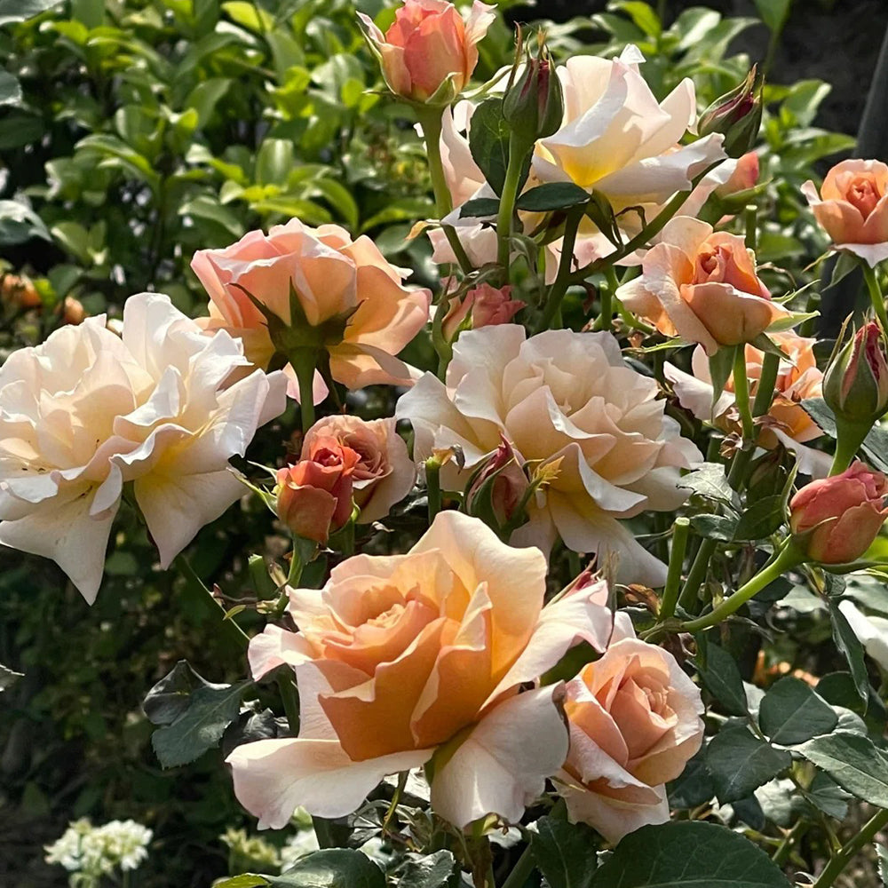 Hatsune Japanese Florist Shrub Rose