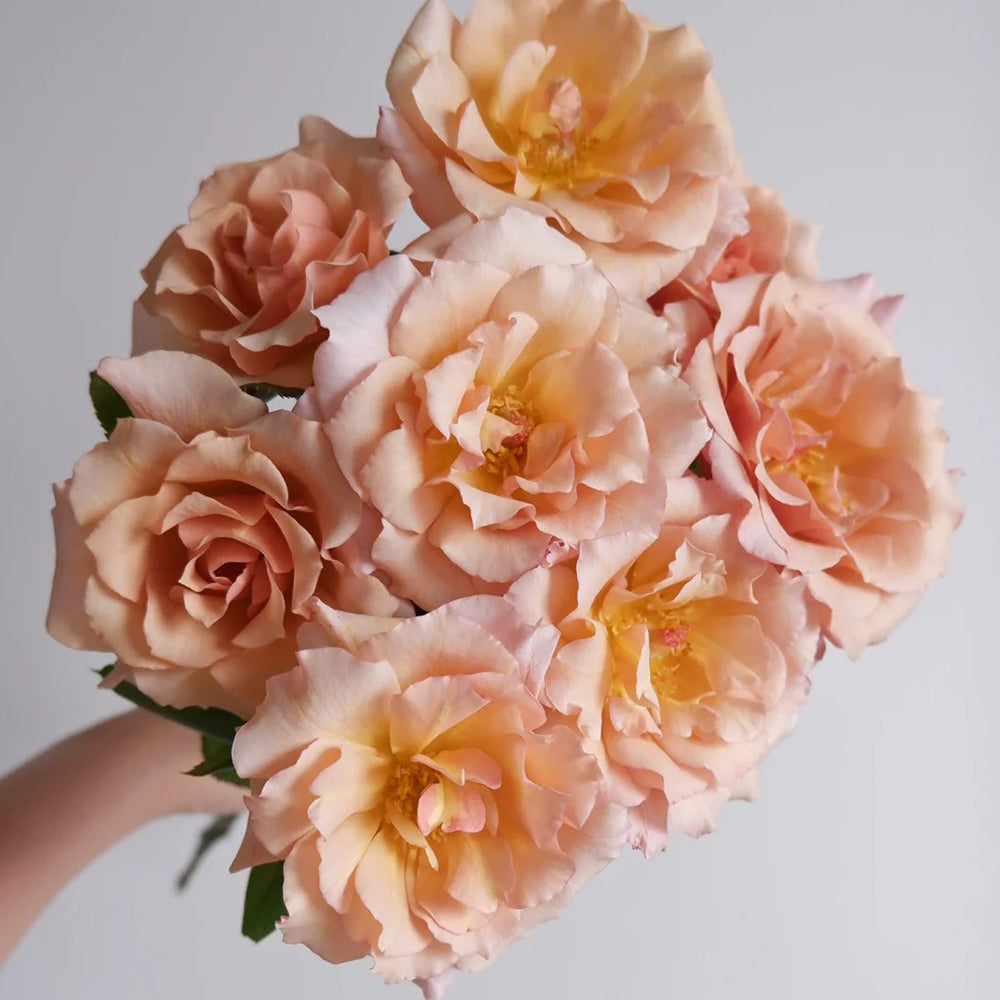 Hatsune Japanese Florist Shrub Rose