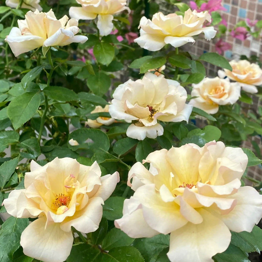 Hatsune Japanese Florist Shrub Rose