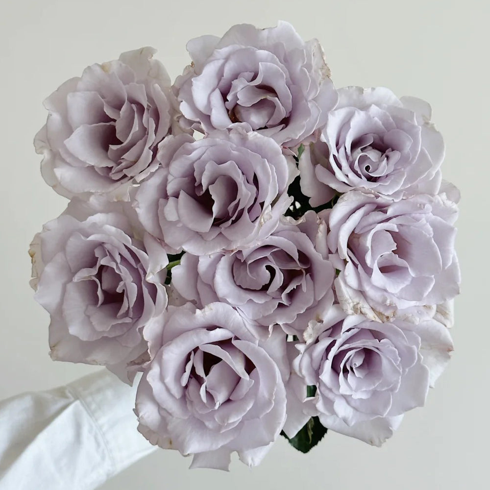 Hazy Purple Japanese Florist Shrub Rose