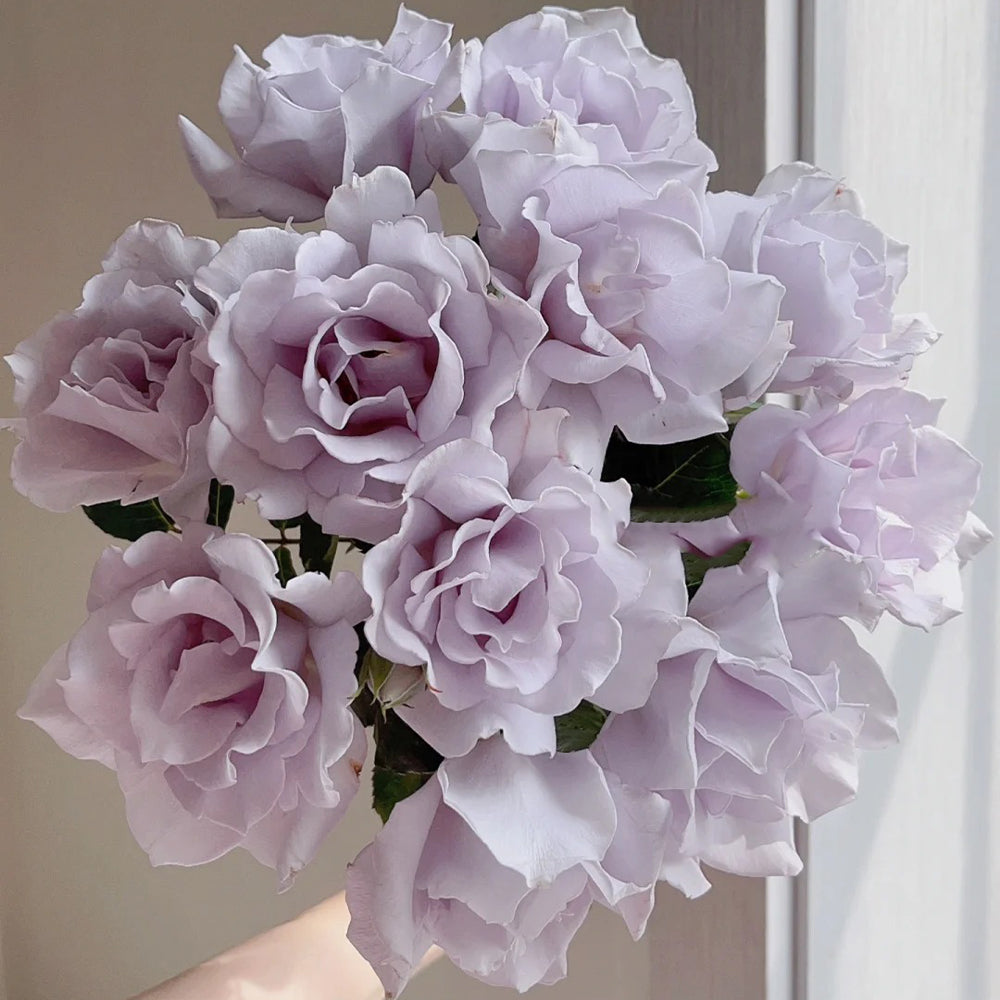 Hazy Purple Japanese Florist Shrub Rose