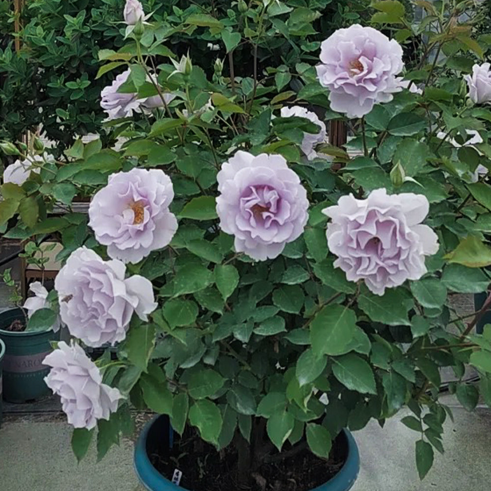 Hazy Purple Japanese Florist Shrub Rose
