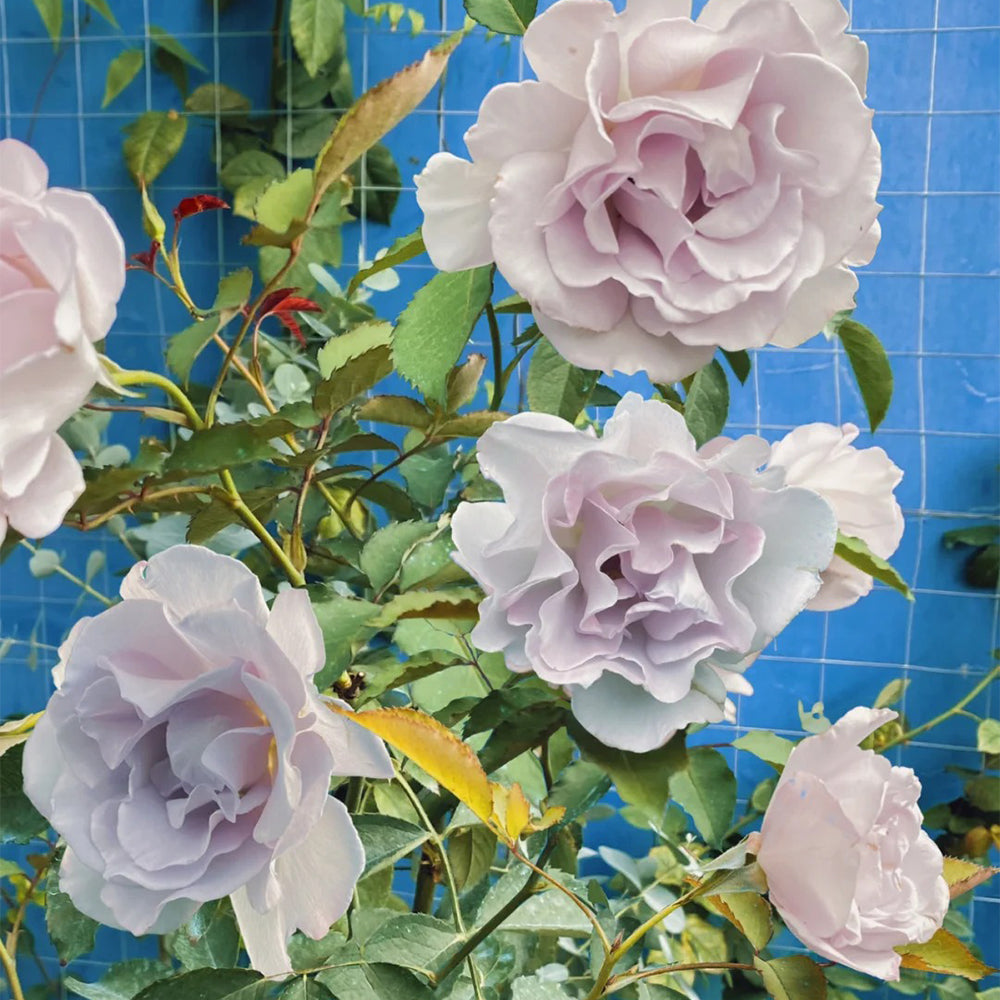 Hazy Purple Japanese Florist Shrub Rose