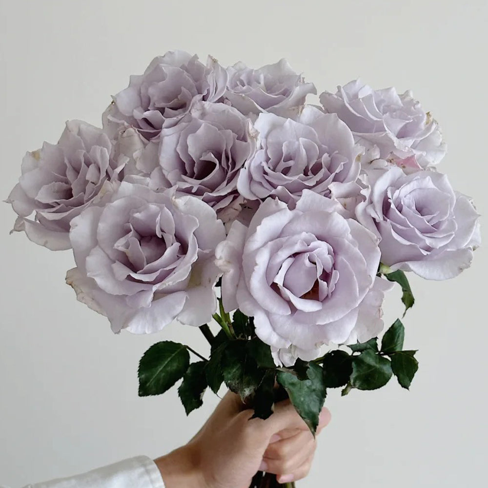 Hazy Purple Japanese Florist Shrub Rose