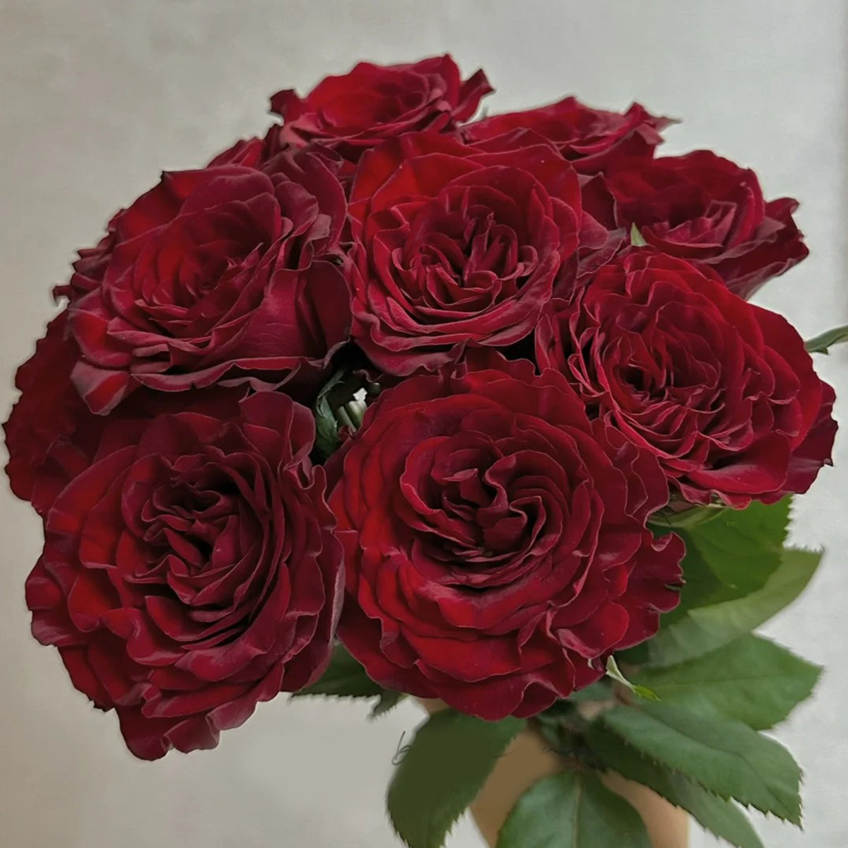 Dutch Florist Shrub Rose Inspired by Wanted