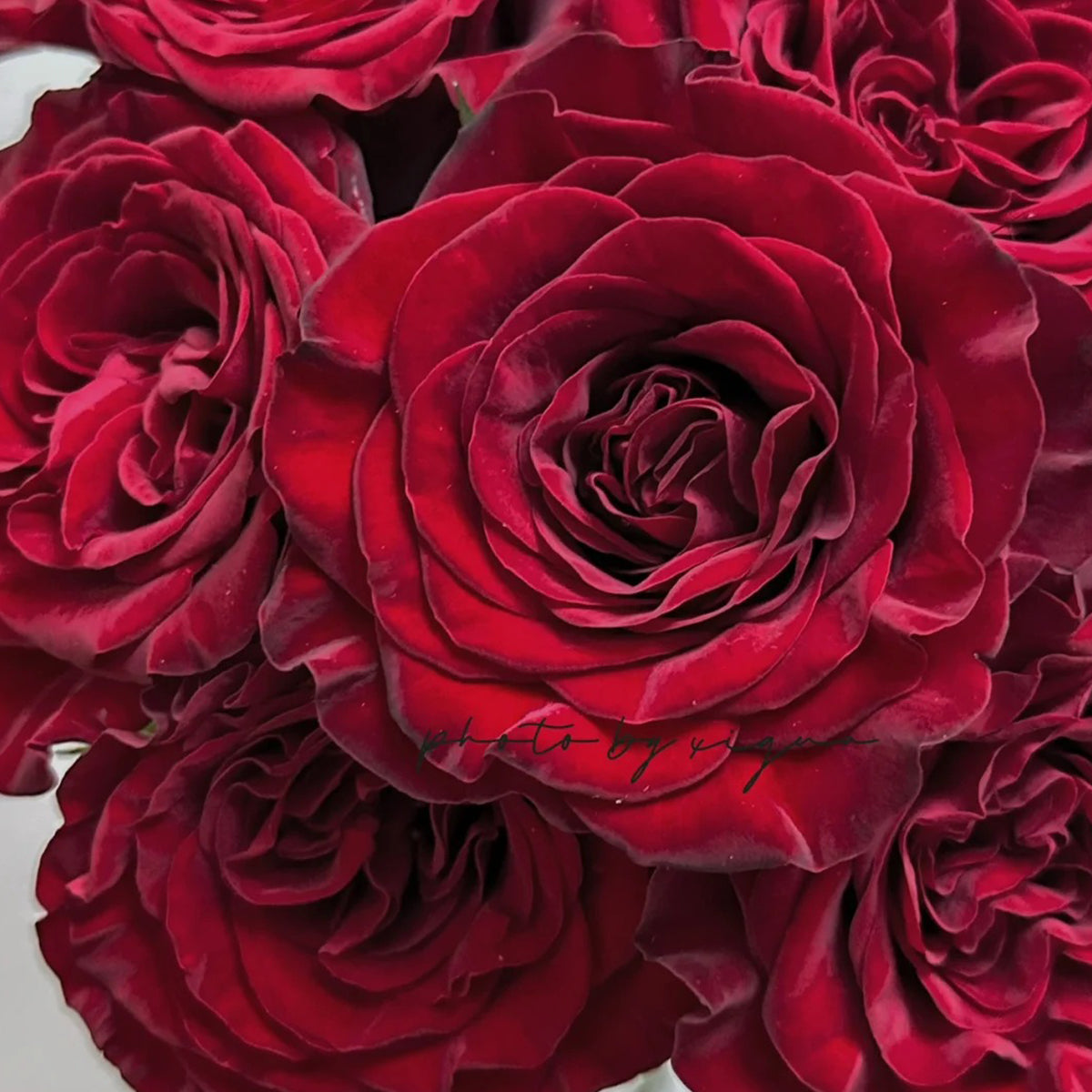 Dutch Florist Shrub Rose Inspired by Wanted