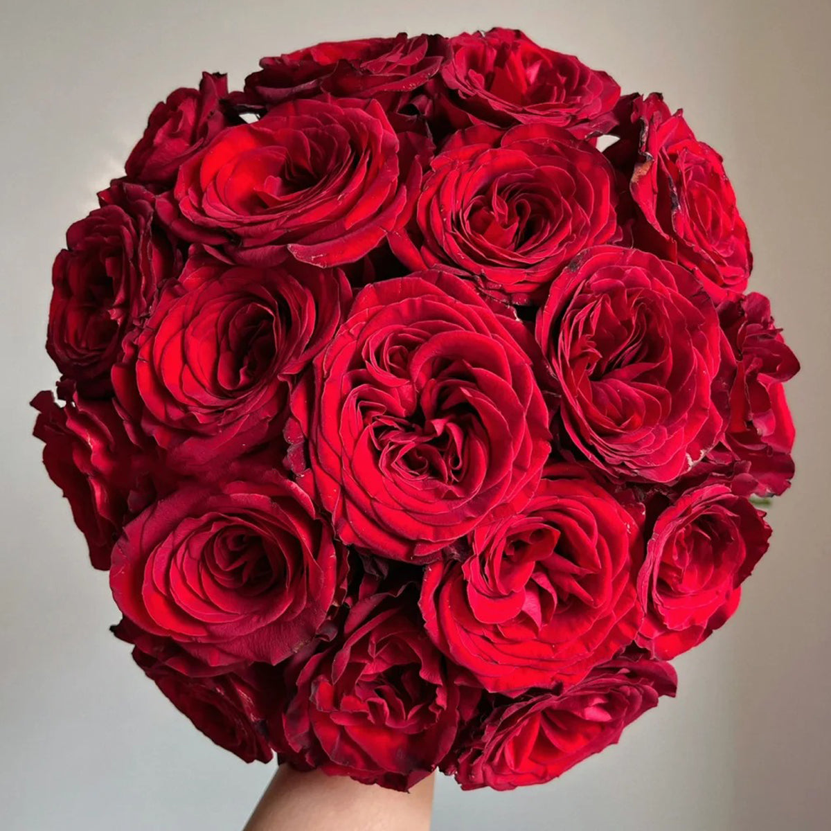 Dutch Florist Shrub Rose Inspired by Wanted
